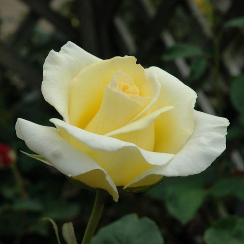 Cream and yellow rose bloom on a green stem with layered petals