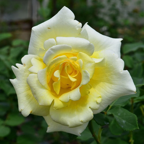 Pale yellow rose bloom with prominent inner petals and green leaf background
