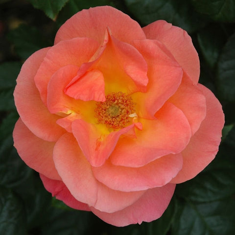 Single pink rose with peach-orange center and ruffled layered petals