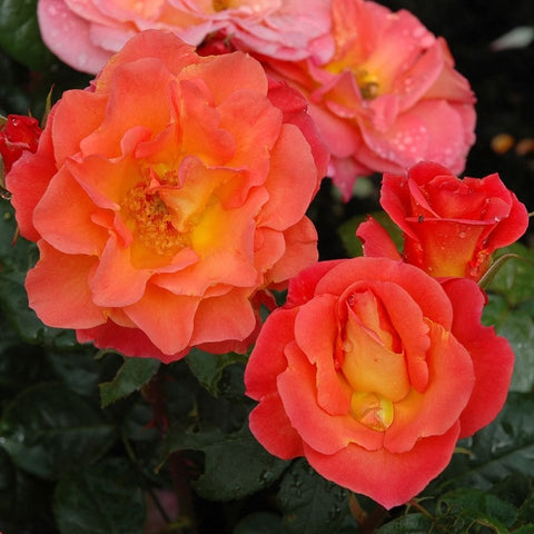 Orange-pink rose cluster with yellow-orange centers and glossy green foliage