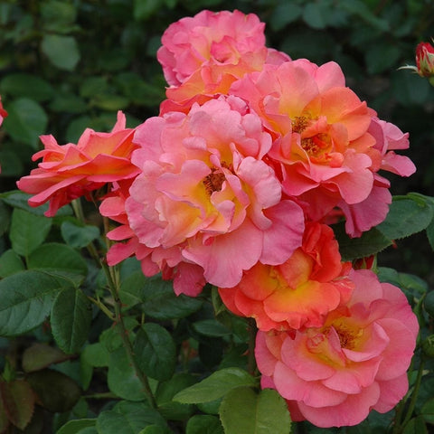 Pink and orange double rose blooms on stems with dark green leaves