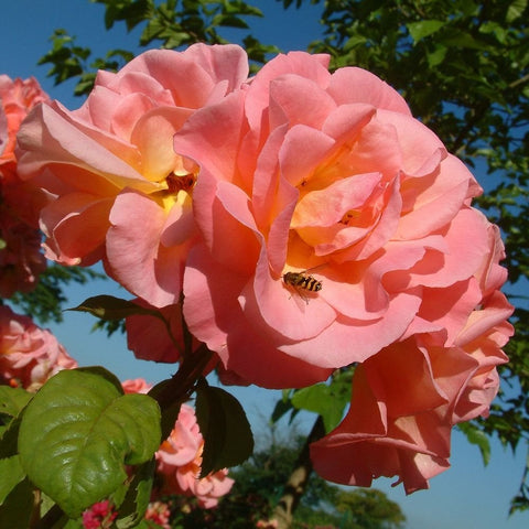 Large pink rose blossoms with orange tones and green foliage on branching stems