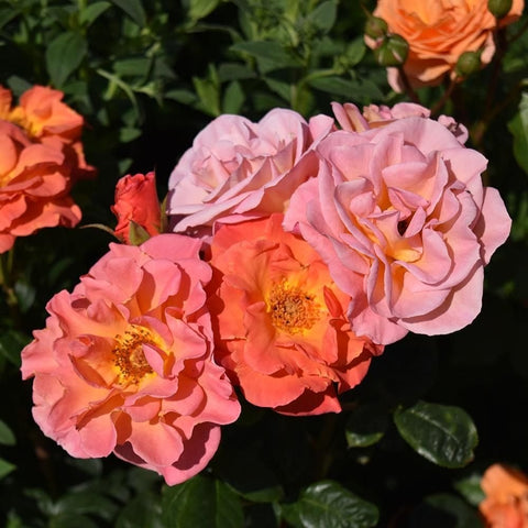 Pink rose blossoms with textured petals and visible golden centers