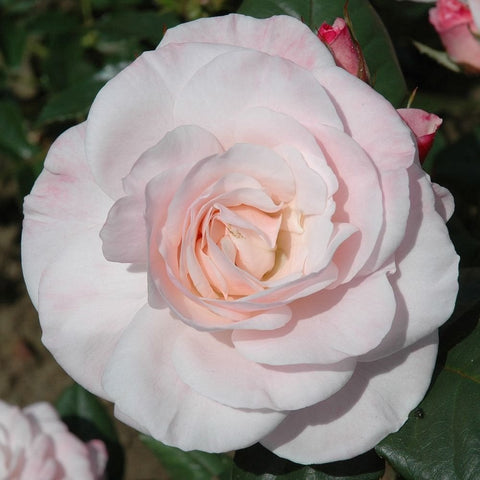 White rose bloom with pale pink edges and layered petals