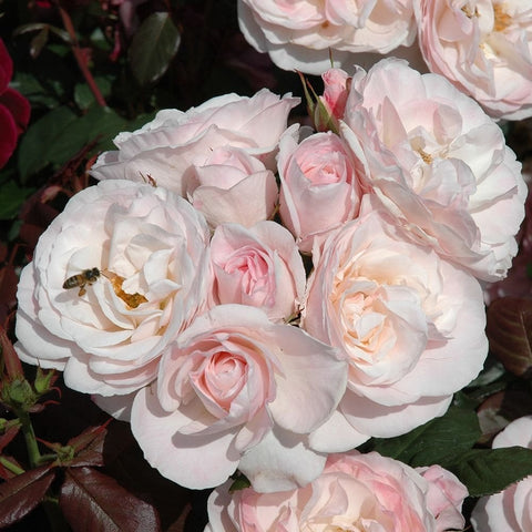 Cluster of pale pink and white rose blossoms with green leaves