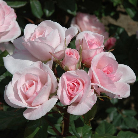 Multiple pale pink rose flowers with layered petals and green foliage