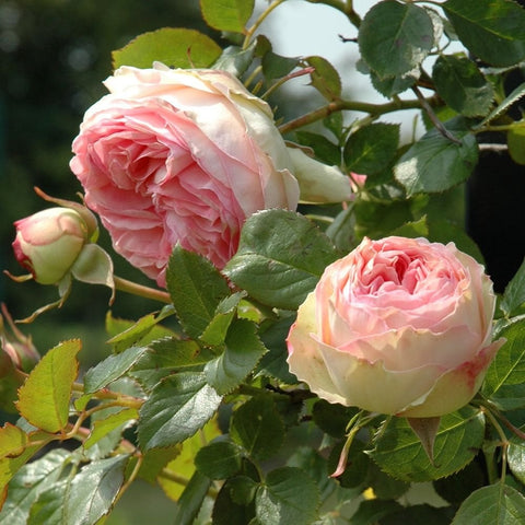 Creamy pink rose blooms with green leaves and rose buds