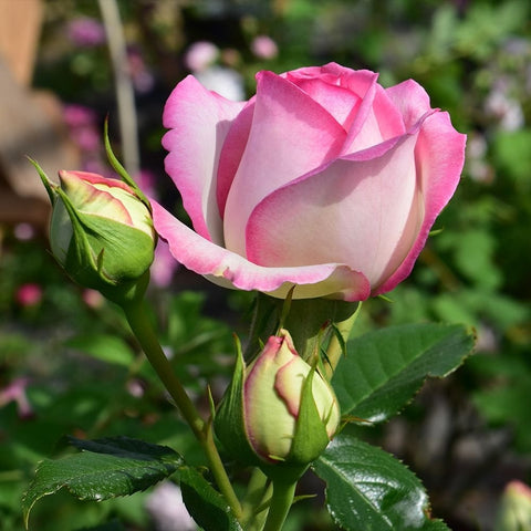 Pink-and-cream rose bud and open bloom with glossy green leaves