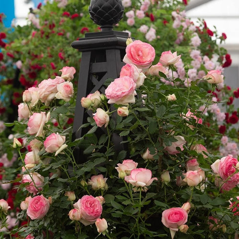Pink rose shrub with many blossoms and dark green leaves