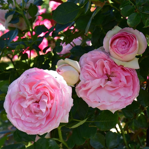 Light pink rose blooms with layered petals and dark green foliage
