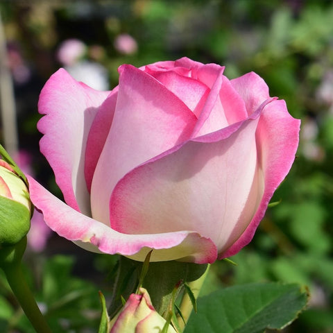Single bright pink rose bloom with green sepals and dark green leaves