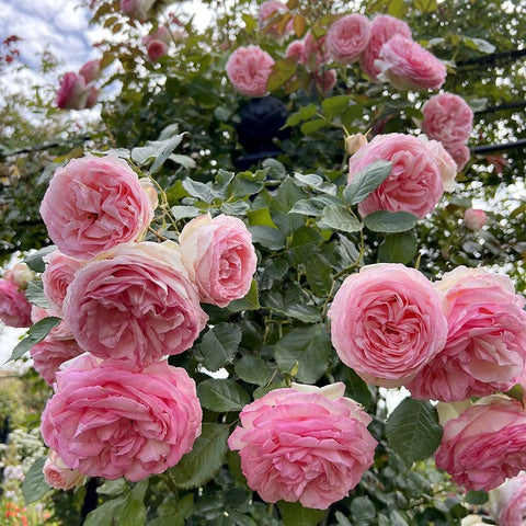 Pink rose plant with multiple full blooms and dark green foliage