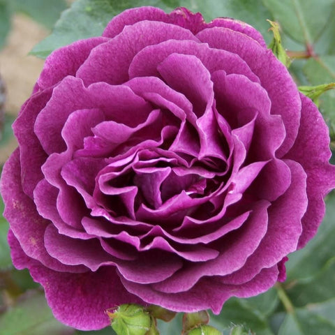 Ebb Tide rose, deep purple single bloom with ruffled layered petals