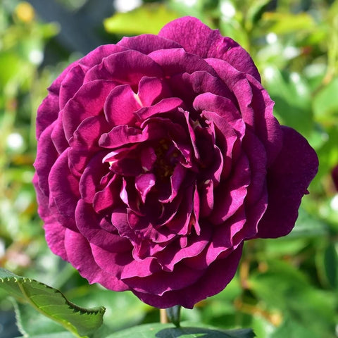 Ebb Tide rose, dark magenta bloom with layered petals on a stem