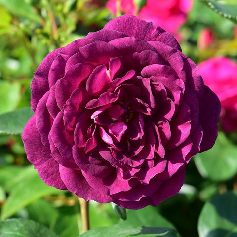 Ebb Tide rose, close-up magenta-purple bloom with ruffled petals and dark center