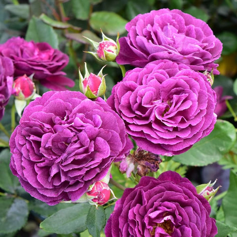 Ebb Tide rose plant with three bright purple blooms and green leaf buds