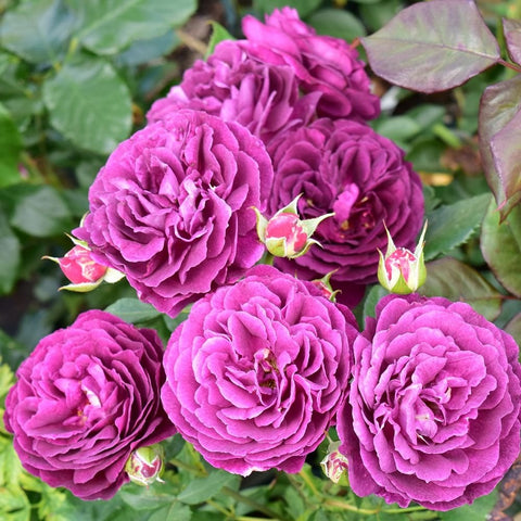 Ebb Tide rose plant with multiple pink-magenta double blooms and buds on leaves