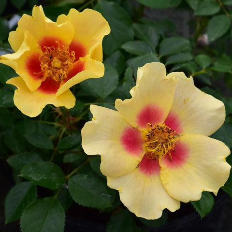 Eye Of The Tiger yellow rose blooms with red centers and visible stamens on green leaves