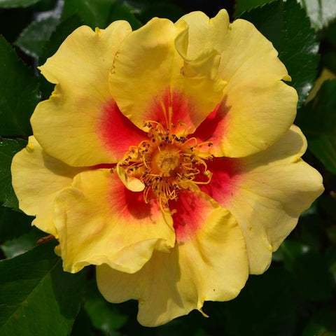 Eye Of The Tiger yellow rose flower with bright red center and ruffled layered petals