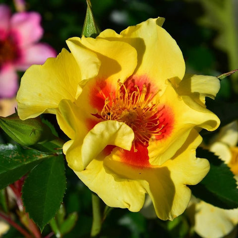 Eye Of The Tiger yellow rose with red-orange center, layered petals and green leaves