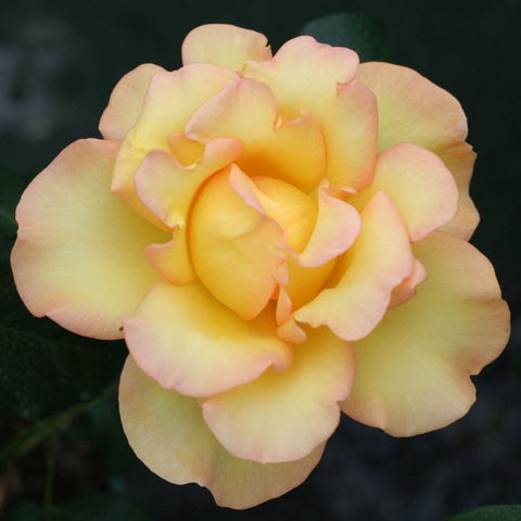 Eureka rose bloom with pale yellow petals and soft pink edging