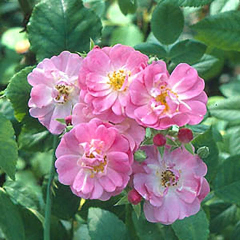 Evangeline pink rose cluster with five-petal blooms and green leaves