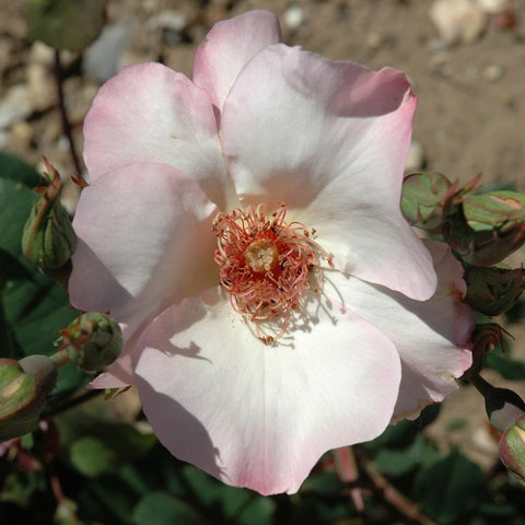 White rose bloom with light pink edges and red-orange stamen center, on green leaves