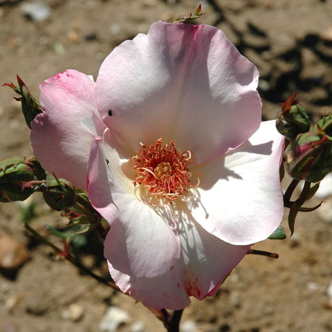 White rose bloom with soft pink outer petals and red-orange stamen center, with buds