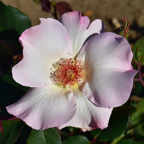 Pale pink-and-white rose flower with red-orange stamen, surrounded by green leaves