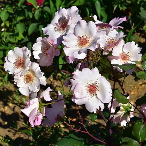 Cluster of white and pale pink rose flowers with red-orange centers on leafy stems