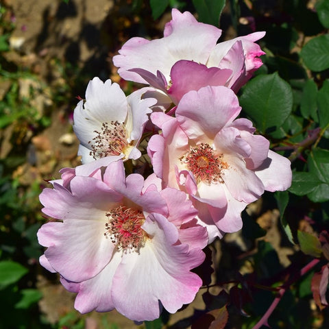 Several pink rose blooms with white edges and red-orange stamen centers on green foliage