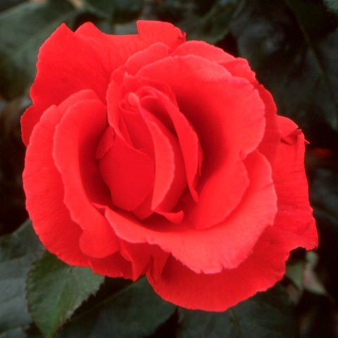 Red rose bloom close-up with ruffled layered petals and green leaves