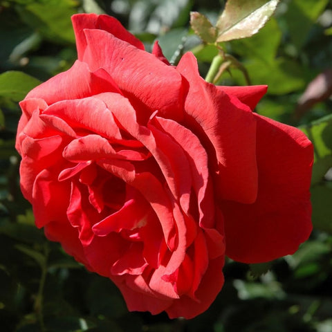 Red double rose flower with curled petals and green foliage