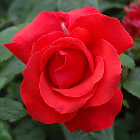 Red rose flower with layered petals and dark green leaves