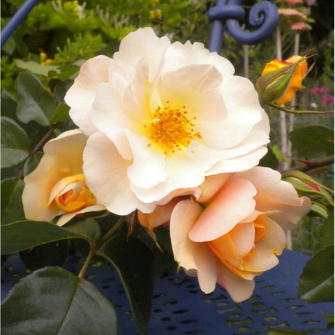 Cream and peach rose blooms with ruffled petals and green leaves
