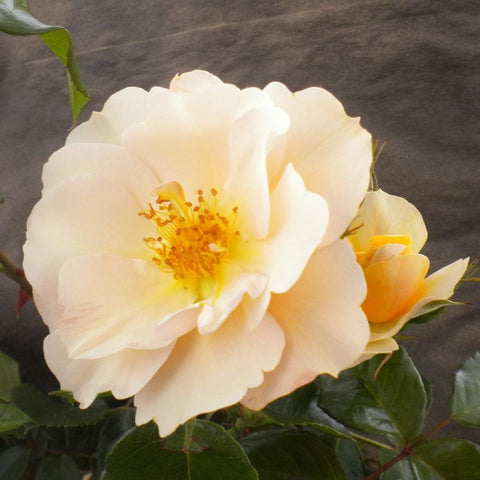 Light cream rose flower with yellow center and green leaves