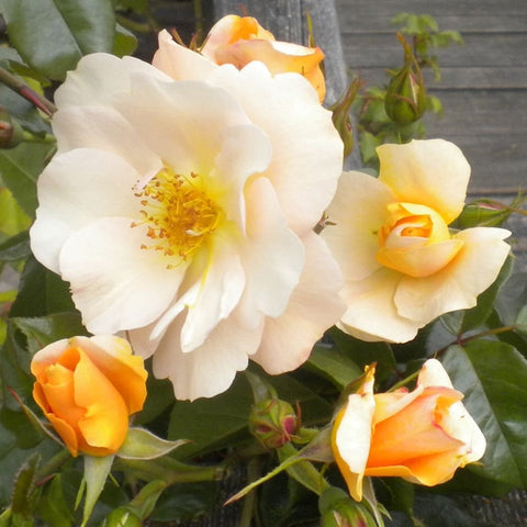 White and pale peach rose blooms with buds and green leaves