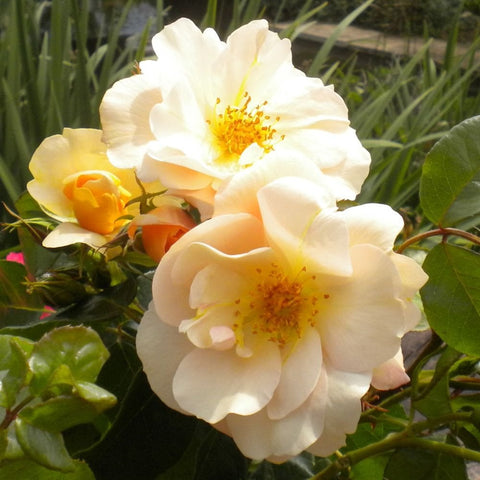 Cream rose blooms with golden centers and orange buds, green leaves