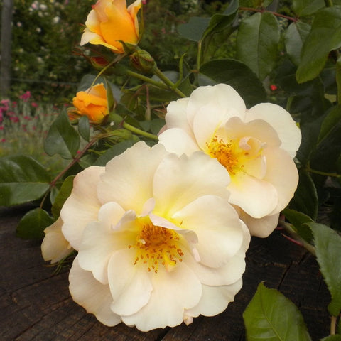 White rose flowers with yellow centers and orange buds on green stems