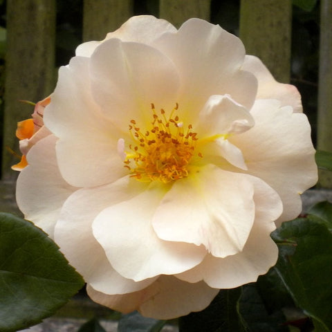 Cream rose bloom with yellow center and ruffled petals, green leaves