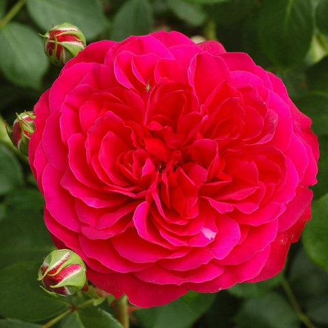 Frilly cuff rose flower with layered ruffled magenta-pink petals and buds