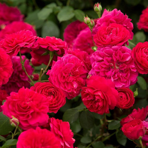 Frilly cuff rose plant with multiple ruffled pink blooms and green leaves