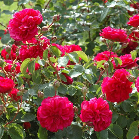 Frilly cuff rose bush with dark pink blooms, green leaves, and tight buds