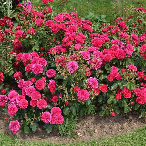 Frilly cuff rose bed with many vivid pink, ruffled flowers and leafy stems