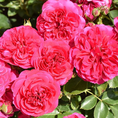 Frilly cuff rose cluster with large ruffled bright pink blooms and green leaves