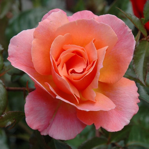 Pink and orange rose bloom with layered petals on green stems and leaves