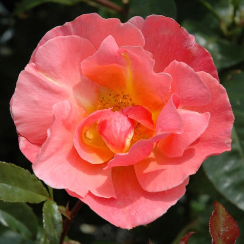 Coral-pink rose bloom with orange center and yellow stamens, surrounded by leaves