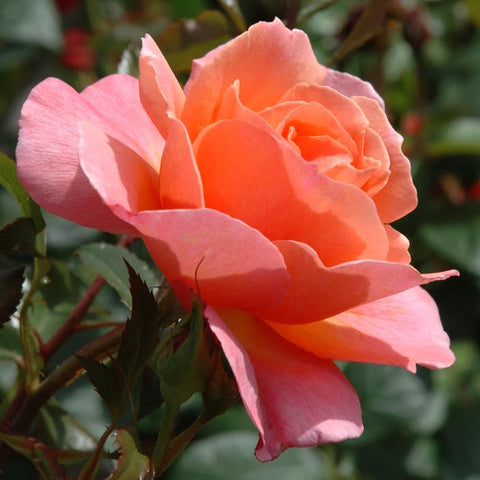 Peach-orange rose bloom with pink outer petals on green leafy stems