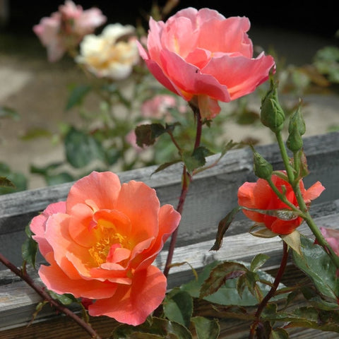 Set of coral-pink rose blossoms on green stems with buds and leaves