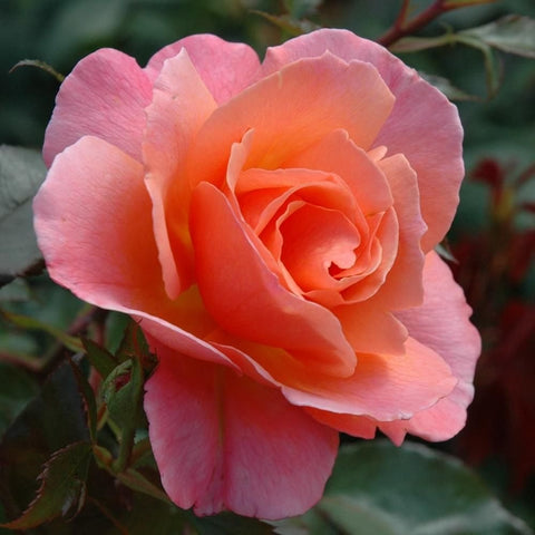 Light pink and orange rose bloom with ruffled petals and green leaves